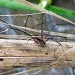 The Opiliones, Harvestmen by itsonlyart