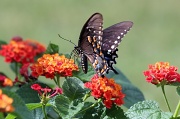 4th Sep 2012 - 9-4 black swallowtail