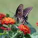 9-4 black swallowtail by milaniet