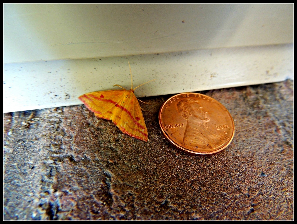 Tiny Moth by allie912