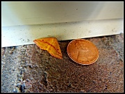 5th Sep 2012 - Tiny Moth