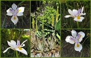 5th Sep 2012 - Blooming Spring