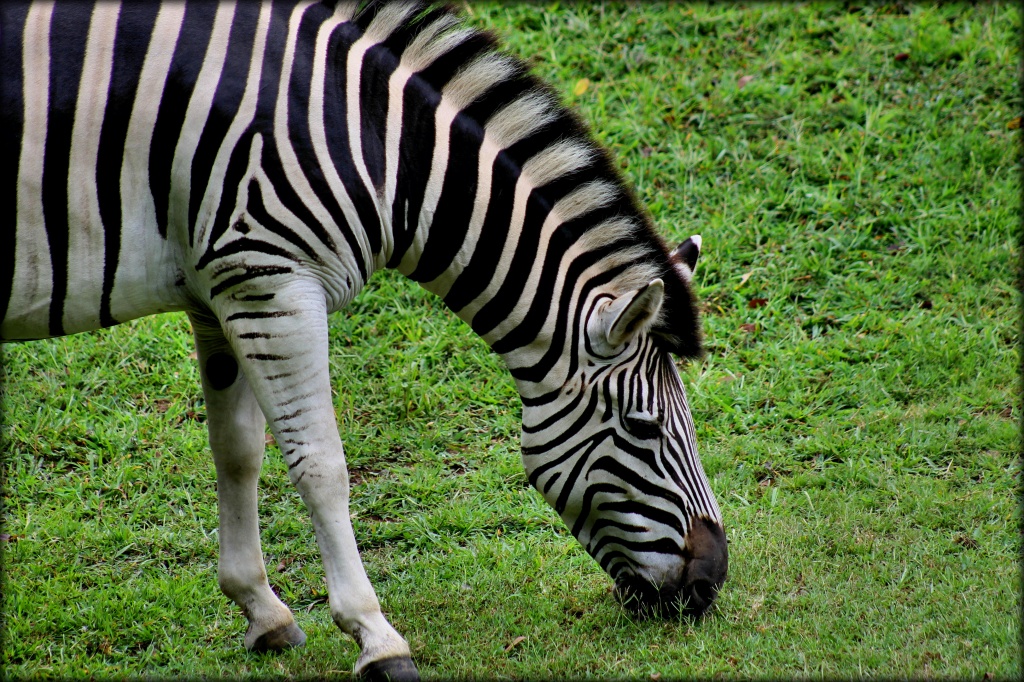 Damara Zebra by cjwhite