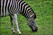 4th Sep 2012 - Damara Zebra