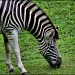 Damara Zebra by cjwhite
