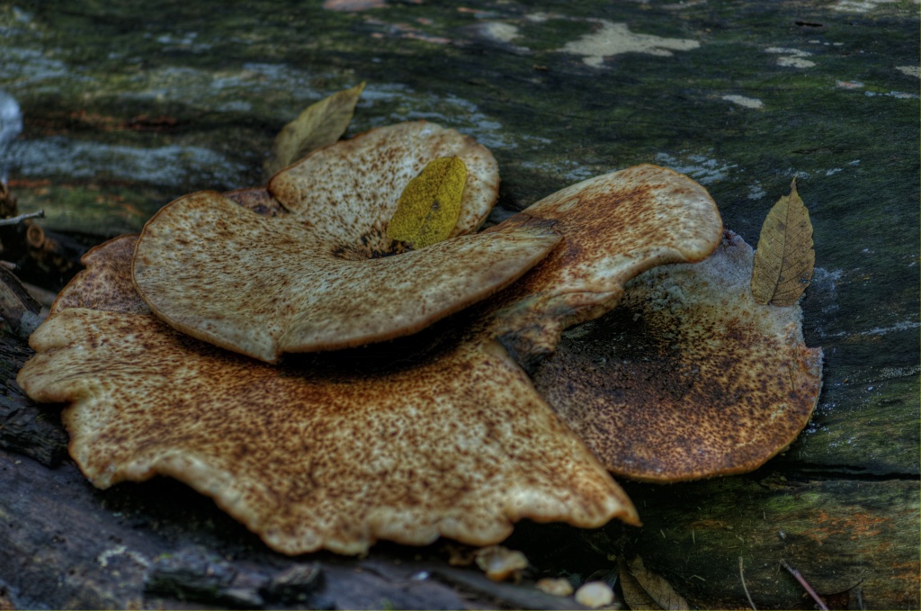 Fungus by lstasel