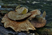 4th Sep 2012 - Fungus