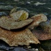 Fungus by lstasel