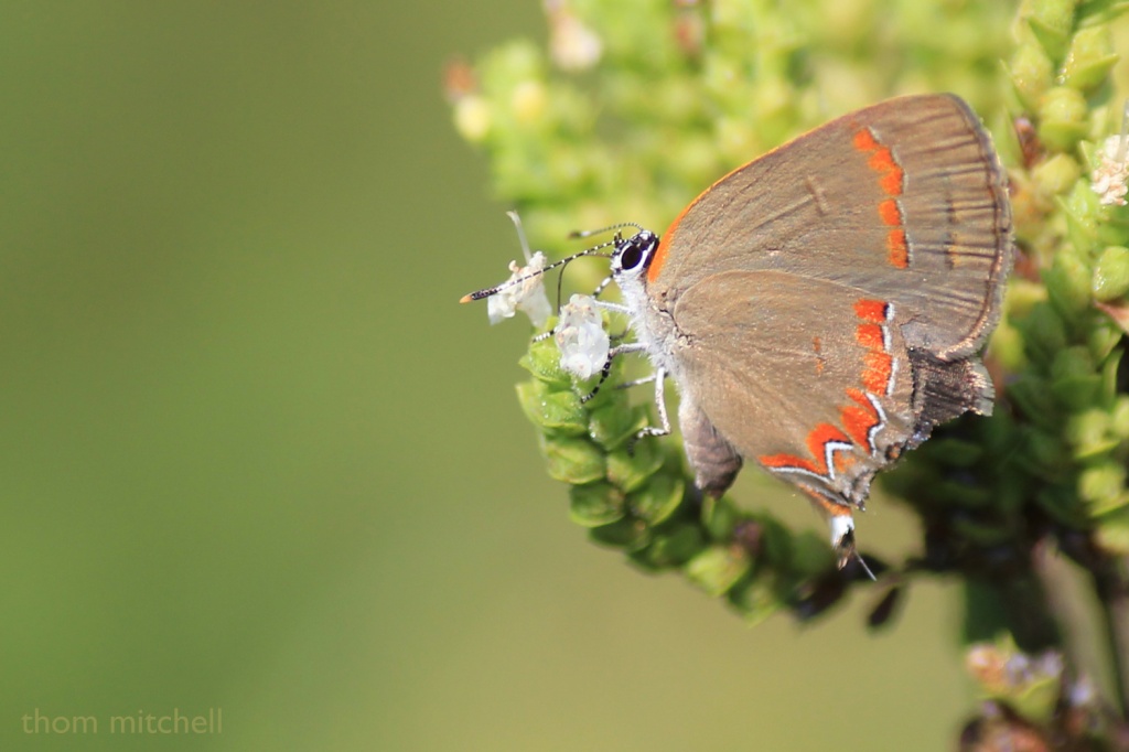 “Red-banded Hairstreak”: A new one! by rhoing