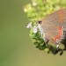 “Red-banded Hairstreak”: A new one! by rhoing