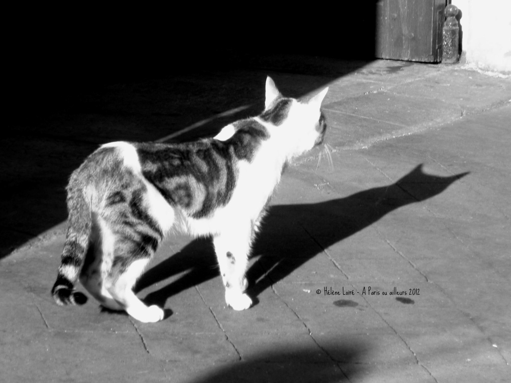 The cat and its shadow by parisouailleurs