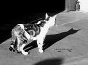 4th Sep 2012 - The cat and its shadow