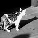 The cat and its shadow by parisouailleurs