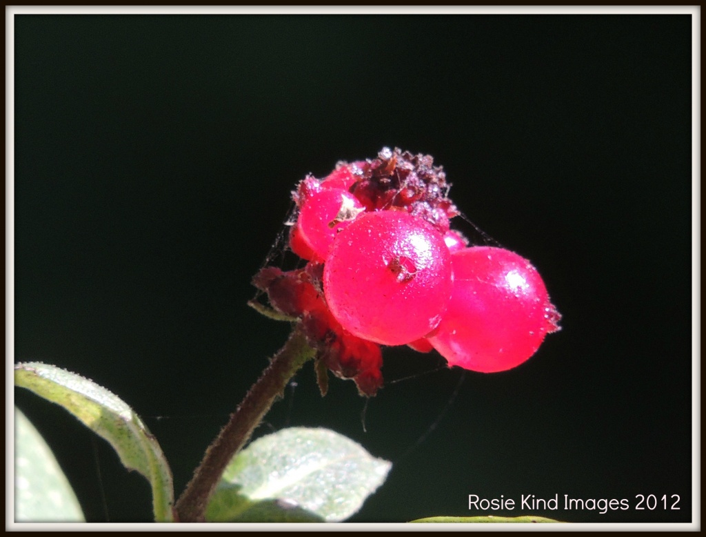 Honeysuckle Berries by rosiekind