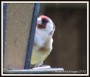 5th Sep 2012 - Goldfinch