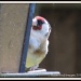 Goldfinch by rosiekind