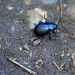 Beetle by mattjcuk