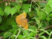 25th Aug 2012 - Painted Lady