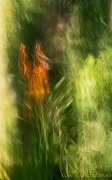 5th Sep 2012 - Intentional Camera Movement  MapleTree