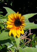 5th Sep 2012 - Honey's sunflower 