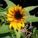 Honey's sunflower  by jennymdennis