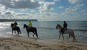 29th Aug 2012 - Menorcan Sea Horses on the Camí de Cavalls