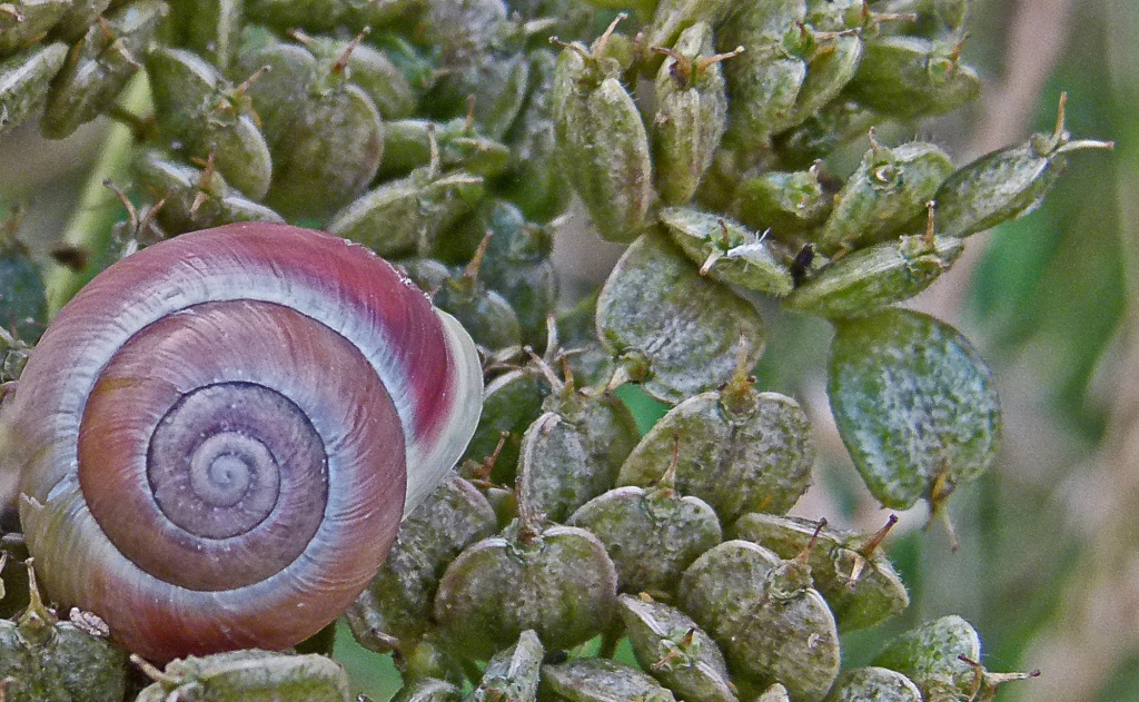 pink snail by jantan