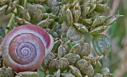 12th Aug 2012 - pink snail