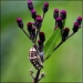 Buckeye chrysalis by cjwhite