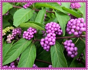 6th Sep 2012 - Purple Beautyberries