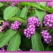 Purple Beautyberries by allie912