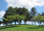 5th Sep 2012 - Trees on a Hill