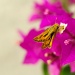 (Day 205) - Photo of the Moth by cjphoto