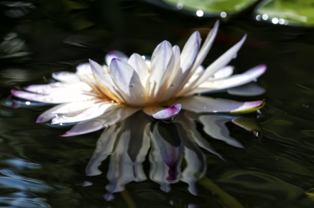 Waterlily by lstasel
