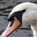 Swan psych by calx