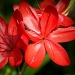 Red flowers by mattjcuk