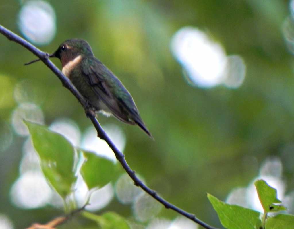 Male Ruby Throated Hummingbird  by mej2011
