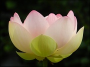 6th Sep 2012 - Lotus Blossom