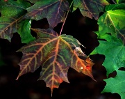 6th Sep 2012 - Maple Leaves