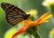 5th Sep 2012 - Sculpture Garden Butterfly