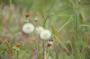 30th Aug 2012 - dandelion fluff....