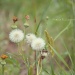 dandelion fluff.... by earthbeone