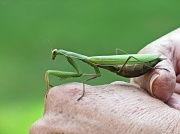 7th Sep 2012 - Praying mantis