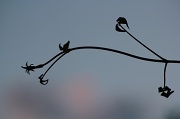 6th Sep 2012 - Sunset tendril
