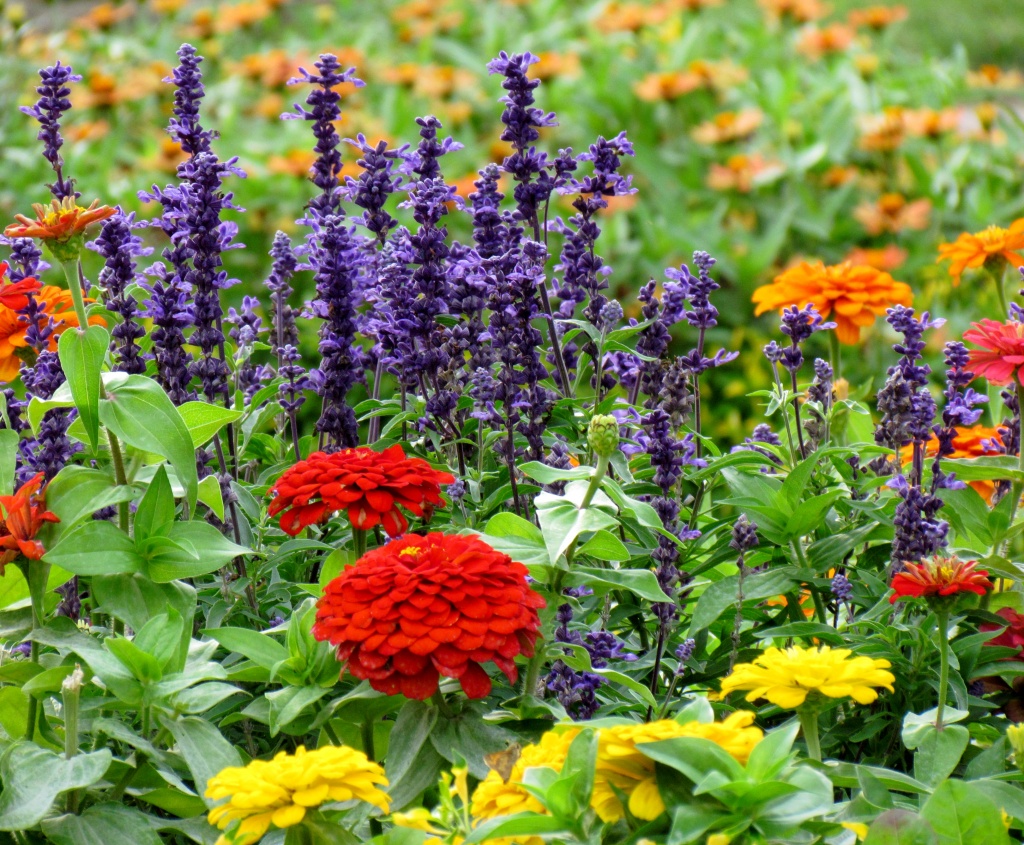 Arboretum Flowers by juletee