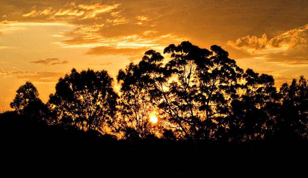 sunset soon forgotten by corymbia
