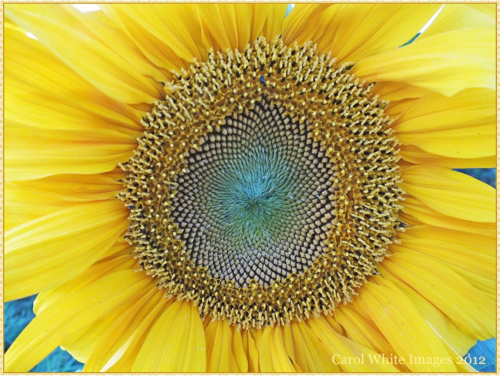 Sunflower 1 by carolmw