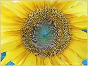 7th Sep 2012 - Sunflower 1