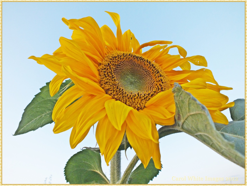 Sunflower 2 by carolmw