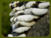 7th Sep 2012 - Tree Fungi